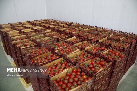 جهش ۴۳ درصدی قیمت گوجه فرنگی در آبان ۱۴۰۴